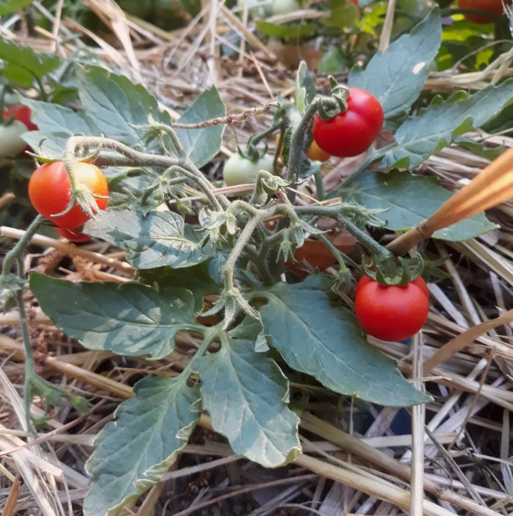 Voici un mini pied de tomate, il est paillé pour limiter l'évapotranspiration des sols