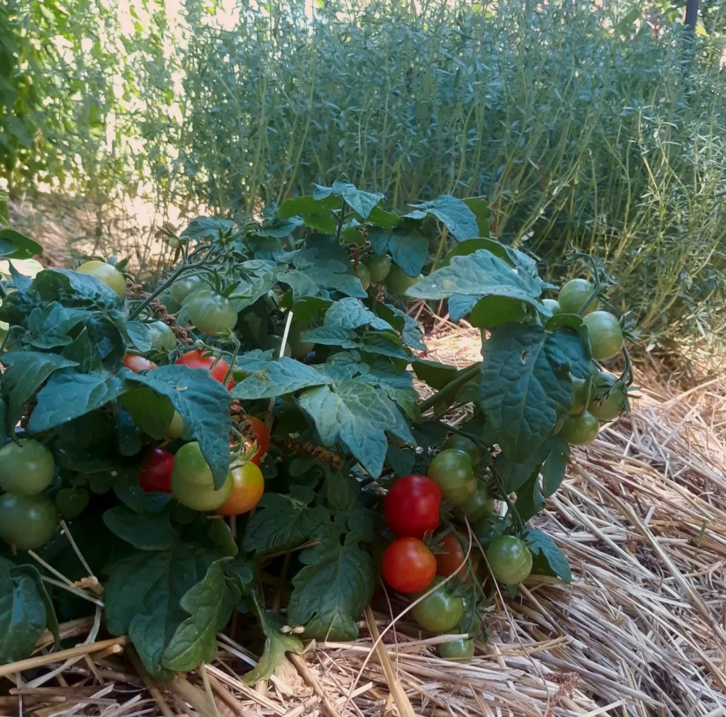 un petit pied de tomate avec des fruits rouges, il sagit d'une variété miniature