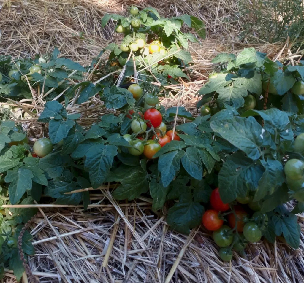 un petit pied de tomate, c'est la variété microtom
