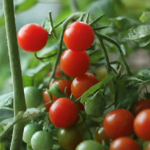 des tomates miel du Mexique avec le feuillage