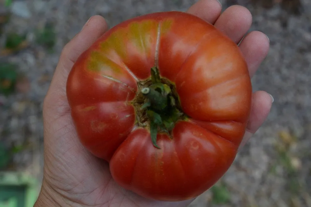 une grosse tomate millionaire dans la main de quelqu'un