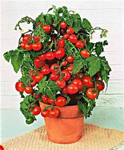 Graines biologiques reproductibles de Tomate "Minibel" - Pensez Sauvage