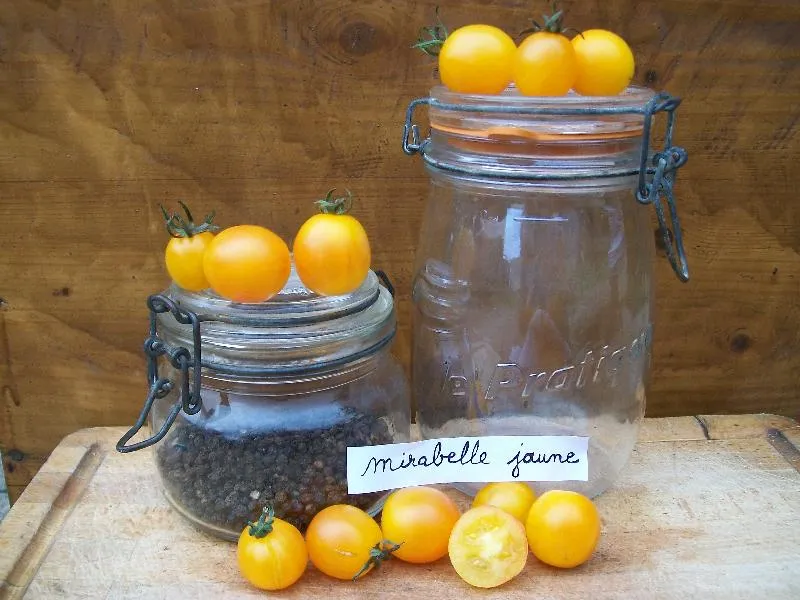 Graines biologiques reproductibles de Tomate "Mirabelle jaune" - Pensez Sauvage