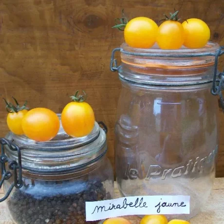 Graines biologiques reproductibles de Tomate "Mirabelle jaune" - Pensez Sauvage