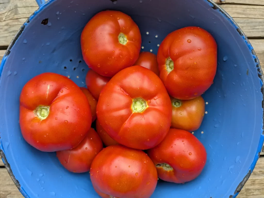 La photo montre une passoir bleu rempli de tomates rouges