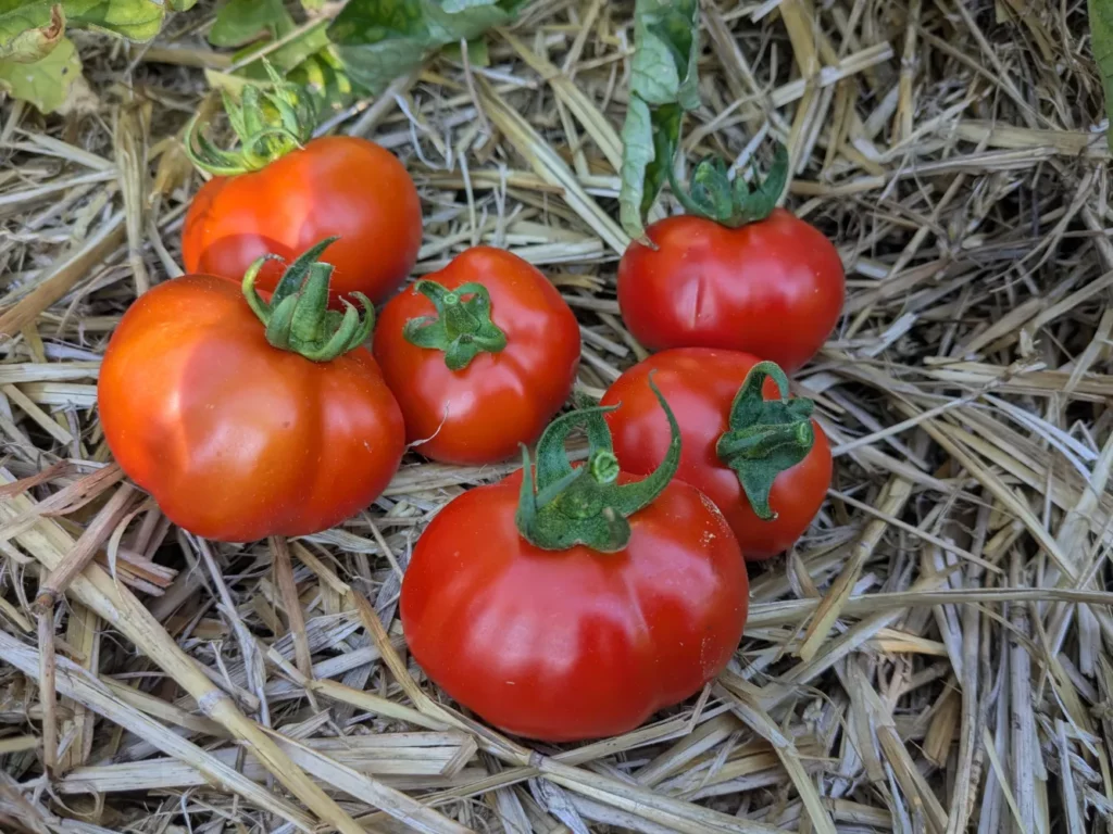 L'image montre six tomates sur de la paille