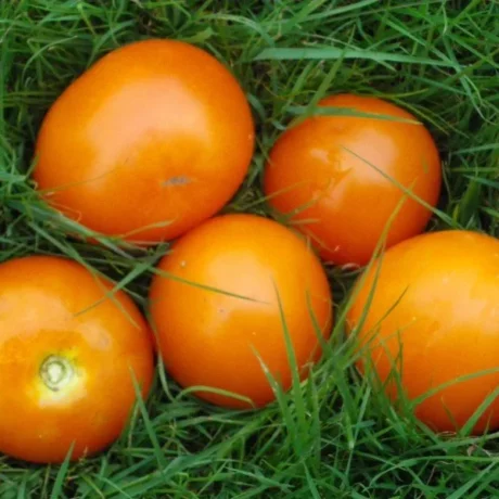 Nous voyons cinq tomates dans l'herbe, elles sont oranges et n'ont pas de queue!