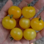 Tomate "Napa Chardonnay"