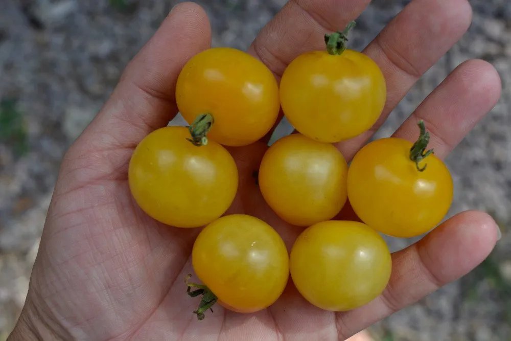 Graines biologiques reproductibles de Tomate "Napa Chardonnay" - Pensez Sauvage