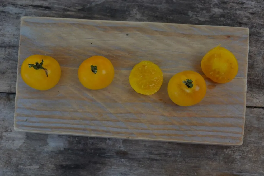 Graines biologiques reproductibles de Tomate "Napa Chardonnay" - Pensez Sauvage