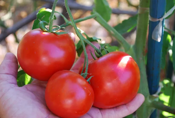 Graines biologiques reproductibles de Tomate "Nepal" - Pensez Sauvage