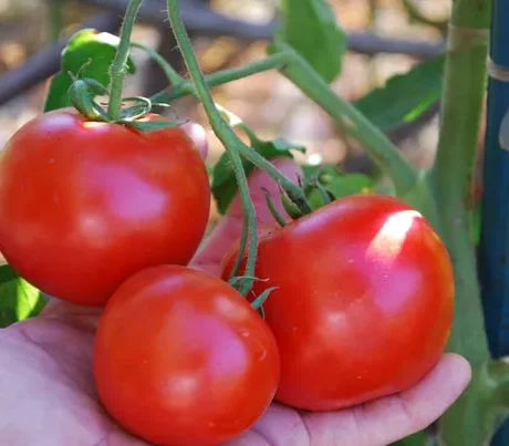 Graines biologiques reproductibles de Tomate "Nepal" - Pensez Sauvage