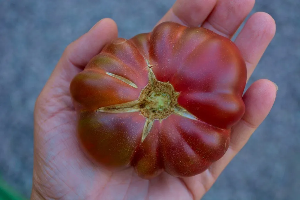 Graines biologiques reproductibles de Tomate "Noire de Cosebœuf" - Pensez Sauvage