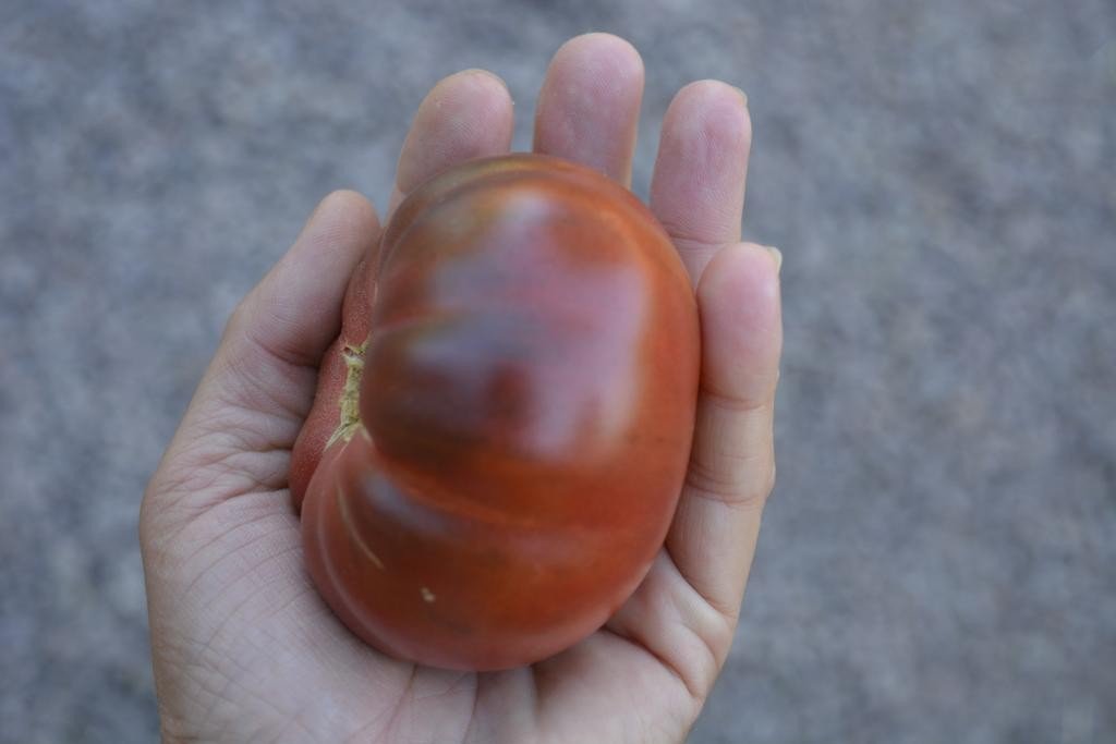 Graines biologiques reproductibles de Tomate "Noire de Cosebœuf" - Pensez Sauvage