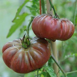 Graines biologiques reproductibles de Tomate "Noire de Cosebœuf" - Pensez Sauvage