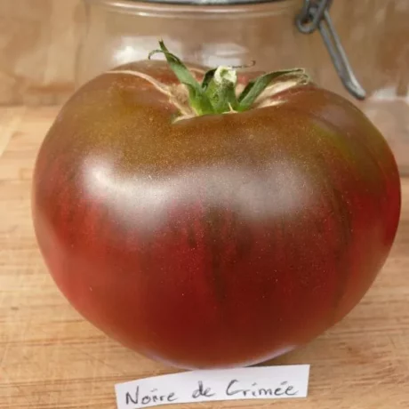 Une belle tomate noire de crimée