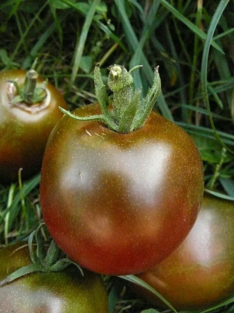Graines biologiques reproductibles de Tomate "Nyagus" - Pensez Sauvage