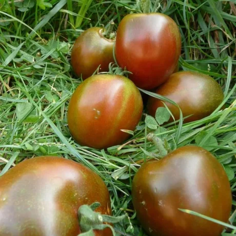 Graines biologiques reproductibles de Tomate "Nyagus" - Pensez Sauvage