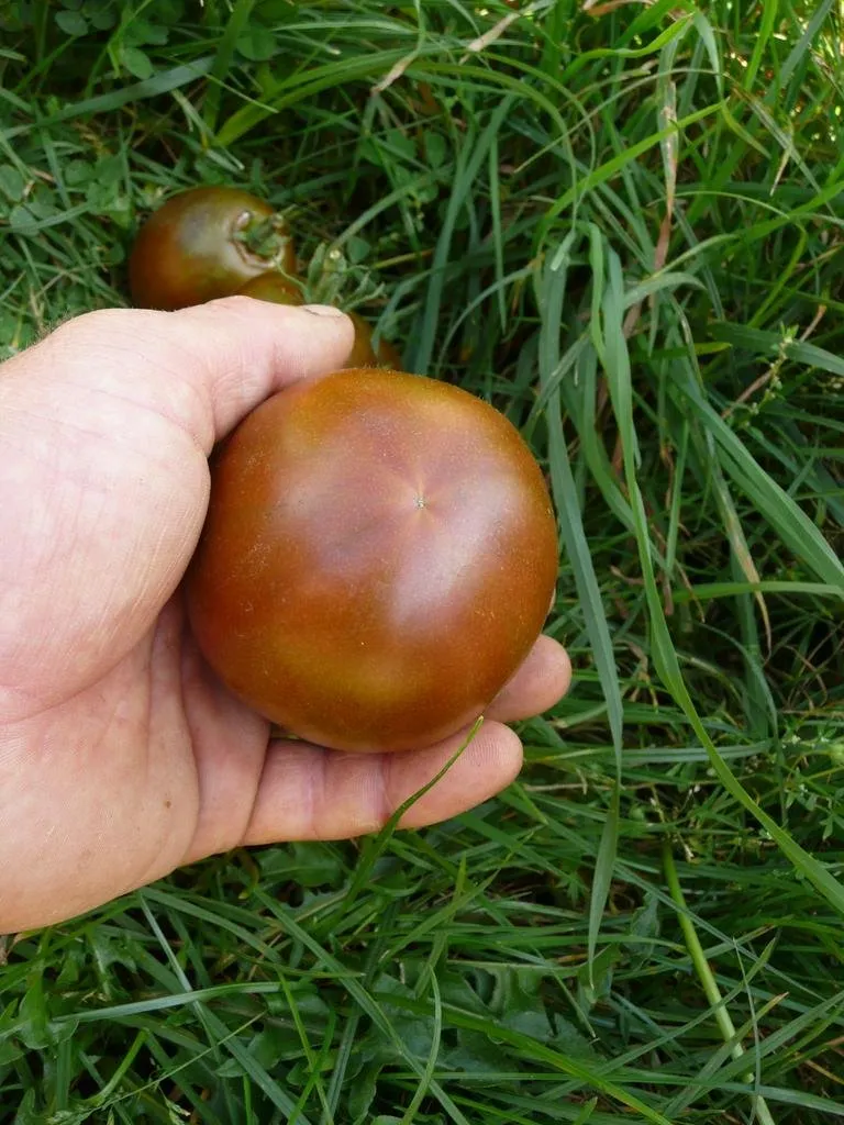 Graines biologiques reproductibles de Tomate "Nyagus" - Pensez Sauvage
