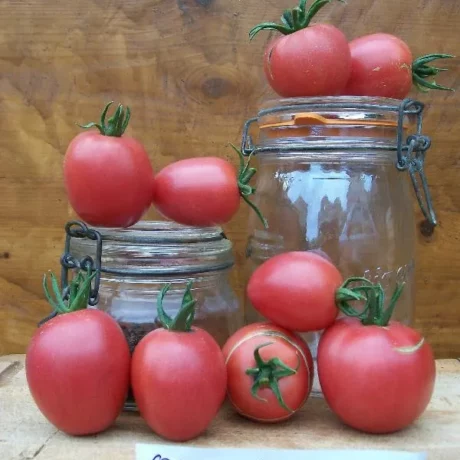 Graines biologiques reproductibles de Tomate "Olirose de St Domingue" - Pensez Sauvage