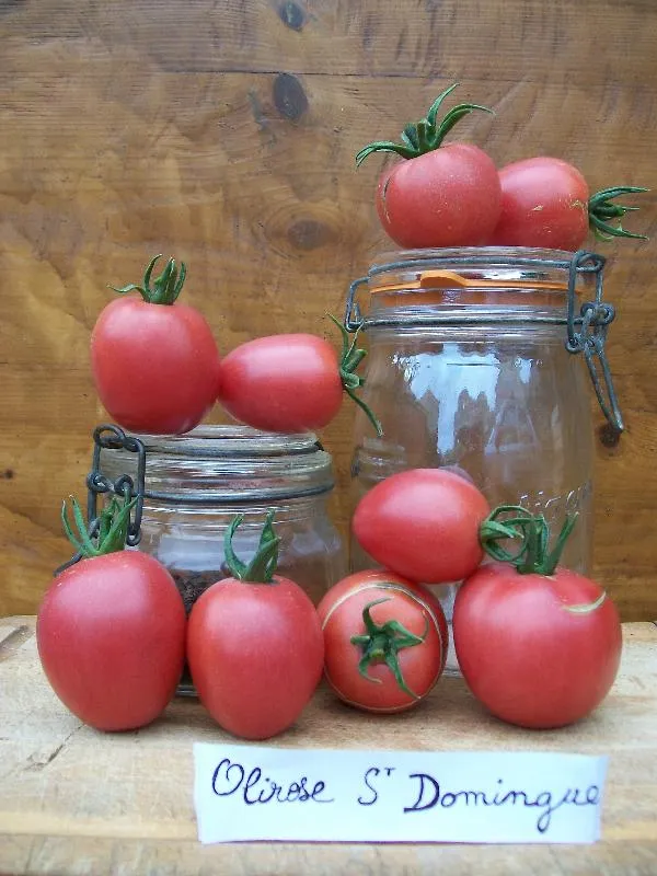Graines biologiques reproductibles de Tomate "Olirose de St Domingue" - Pensez Sauvage