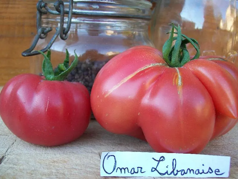 Graines biologiques reproductibles de Tomate "Omar Libanaise" - Pensez Sauvage