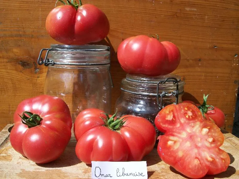 Graines biologiques reproductibles de Tomate "Omar Libanaise" - Pensez Sauvage