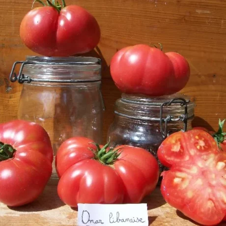 Graines biologiques reproductibles de Tomate "Omar Libanaise" - Pensez Sauvage