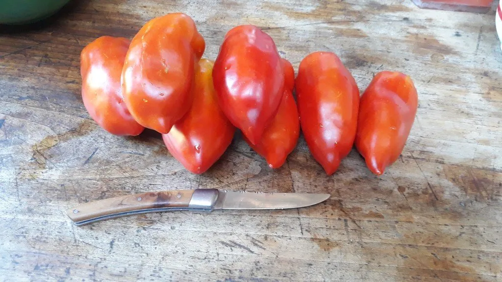 Des tomates opalka en rang avec un couteau (pour l'échelle) mais en réalité elles ont très peur!