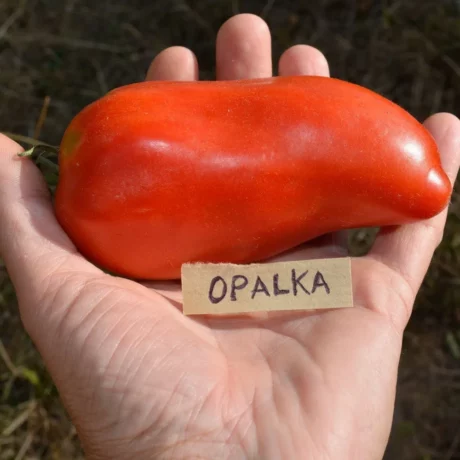 Une tomate opalka dans la main d'un jardinier célèbre