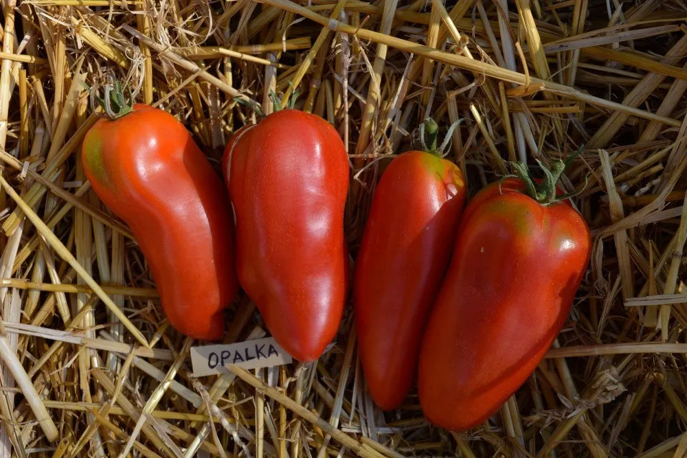 Des tomates opalka sur un lit de paille, elles font certainement une sieste?