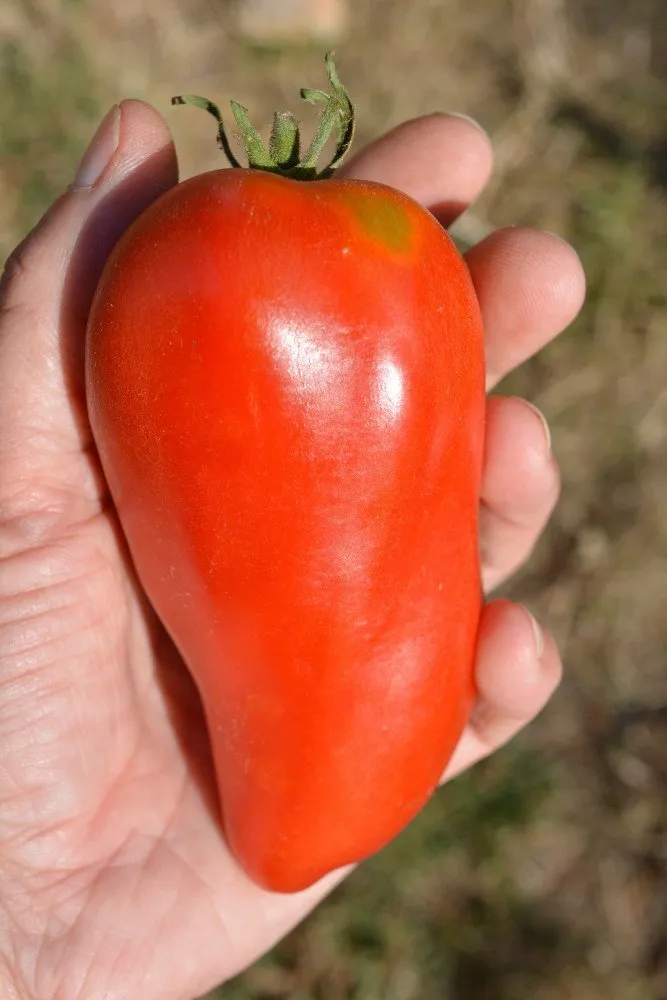 Une grosse tomate rouge Opalka dans la main de celui qui a écrit ce texte