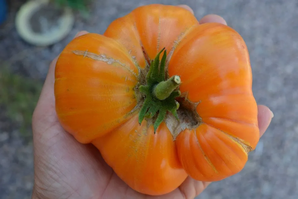Graines biologiques reproductibles de Tomate "Orange Jazz" - Pensez Sauvage