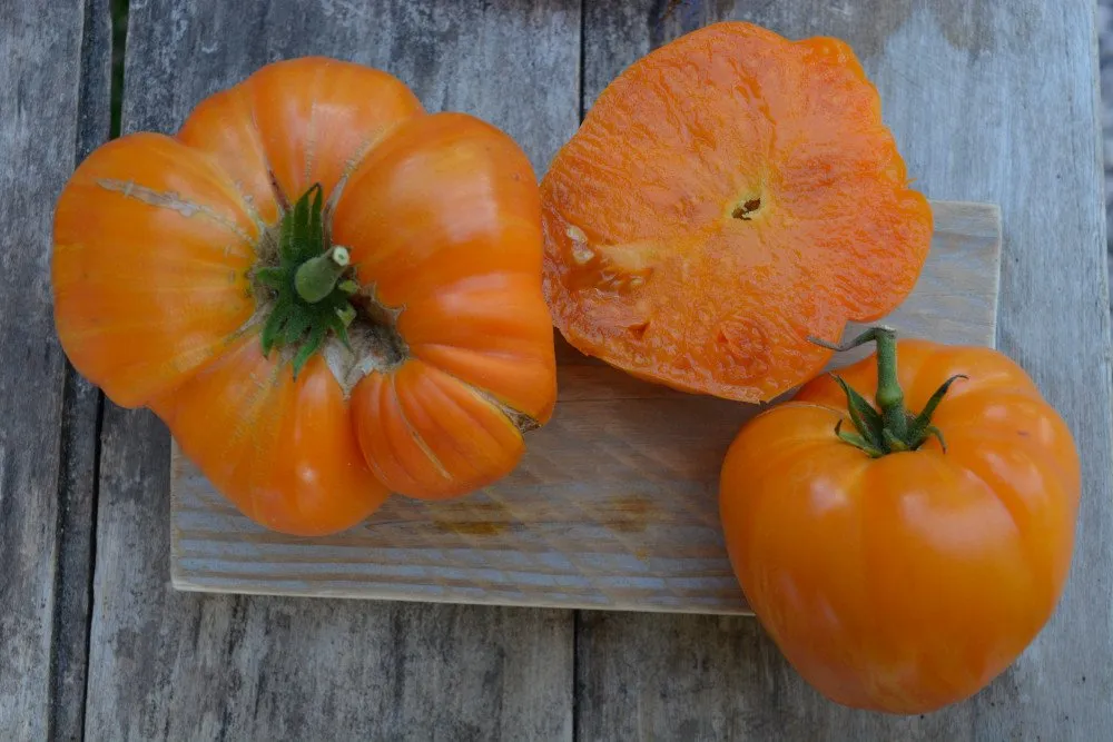 Graines biologiques reproductibles de Tomate "Orange Jazz" - Pensez Sauvage