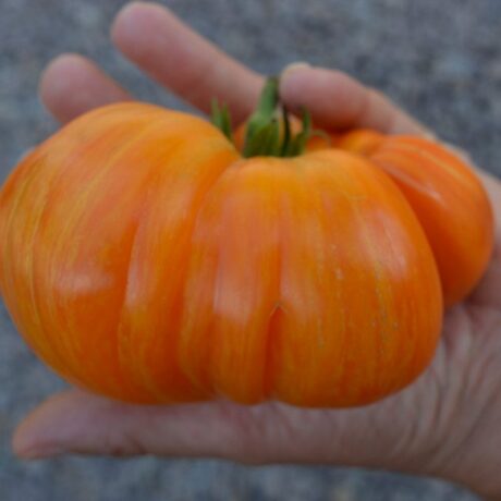 Graines biologiques reproductibles de Tomate "Orange Jazz" - Pensez Sauvage