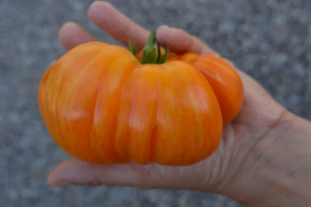 Graines biologiques reproductibles de Tomate "Orange Jazz" - Pensez Sauvage