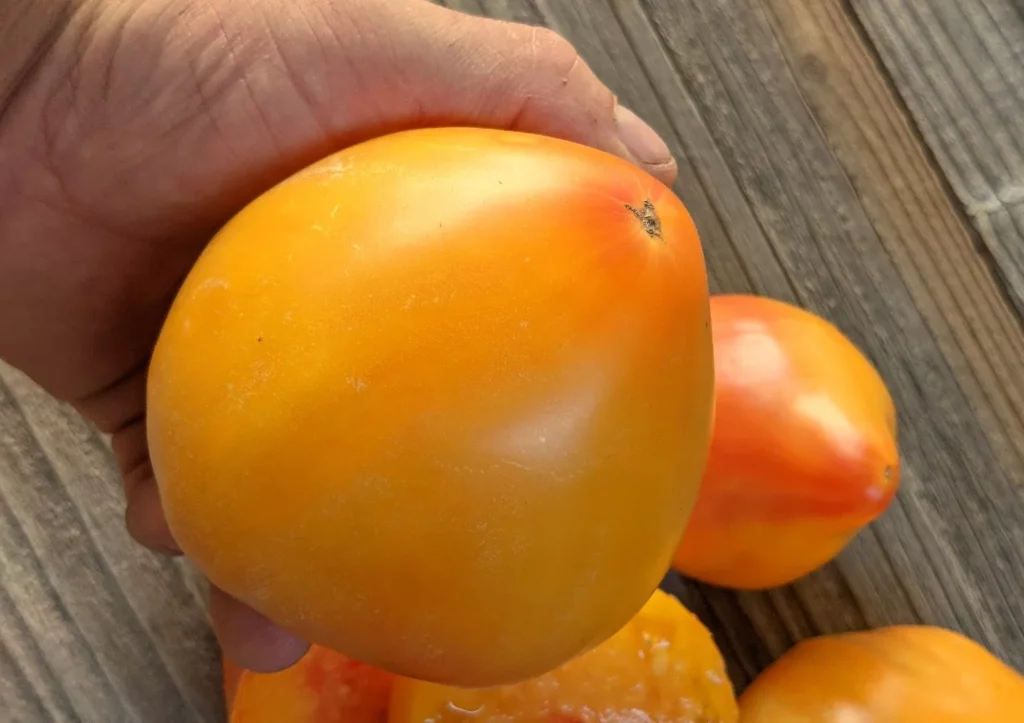 Semences biologiques et reproductibles, sur l'image on voit une main qui tient un fruit orange.