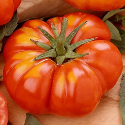 Graines biologiques reproductibles de Tomate "Pantano Romanesco" - Pensez Sauvage