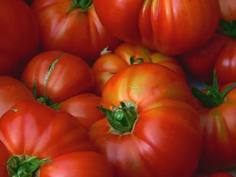 Graines biologiques reproductibles de Tomate "Pantano Romanesco" - Pensez Sauvage