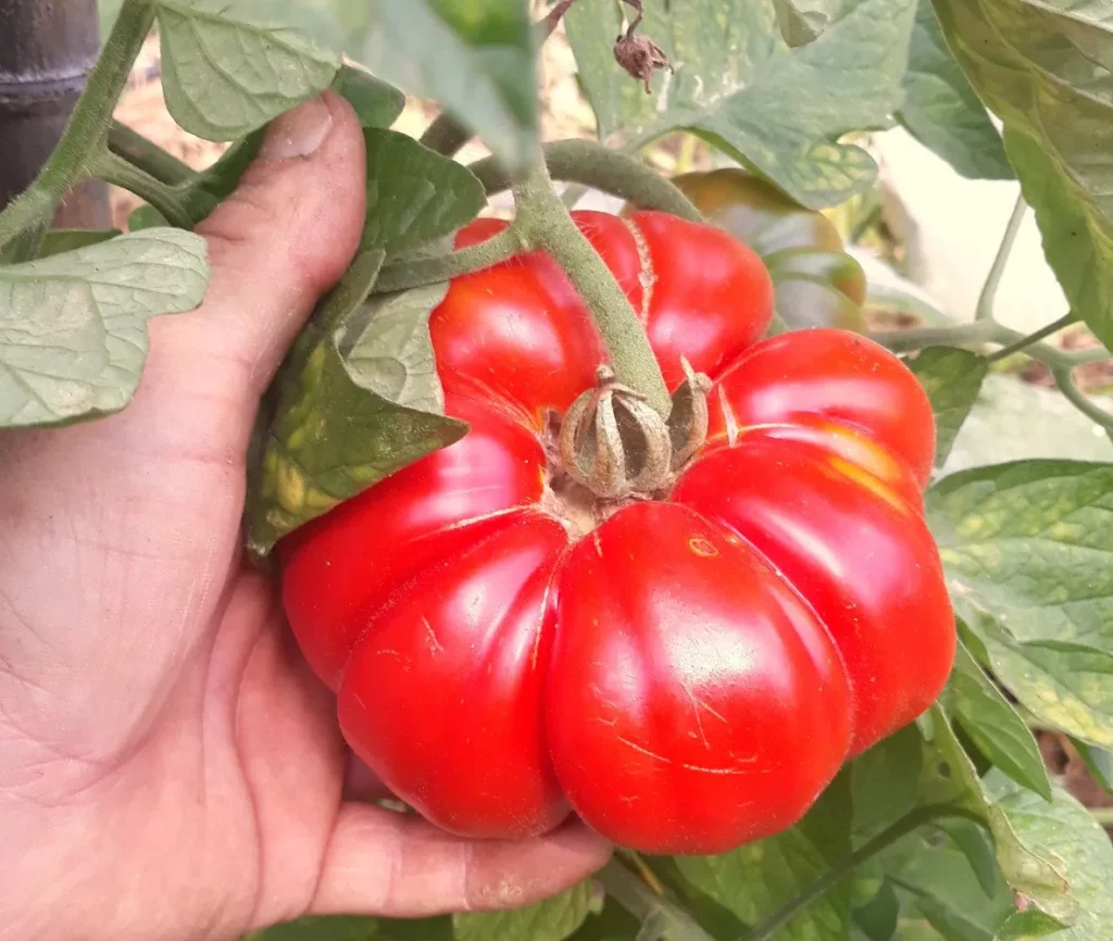 L'image montre une main qui tient une tomate pata negra à même le pied