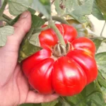 Tomate "Pata Negra"