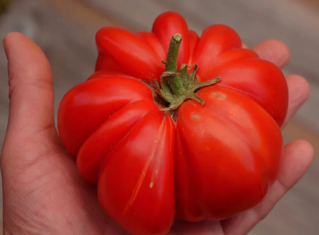 La tomate Pata Negra est délicieuse, elle est dans la main d'un gars sympa