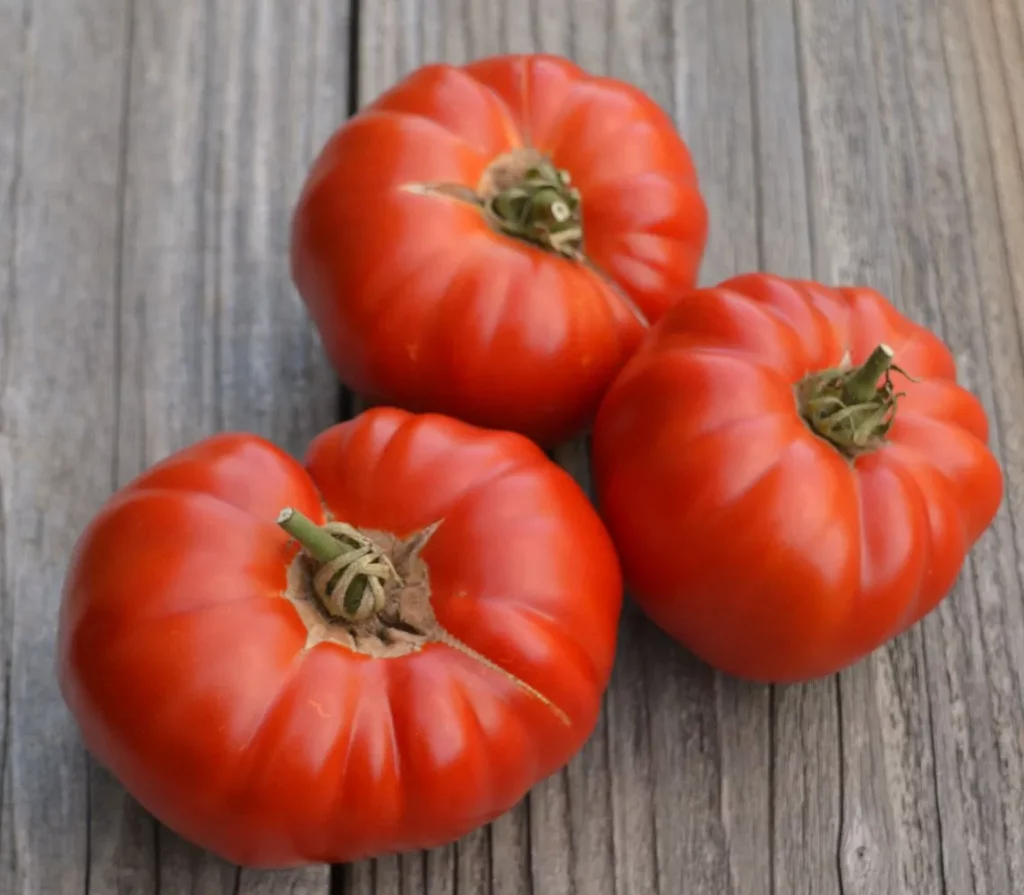 La tomate Pata Negra est bien productive