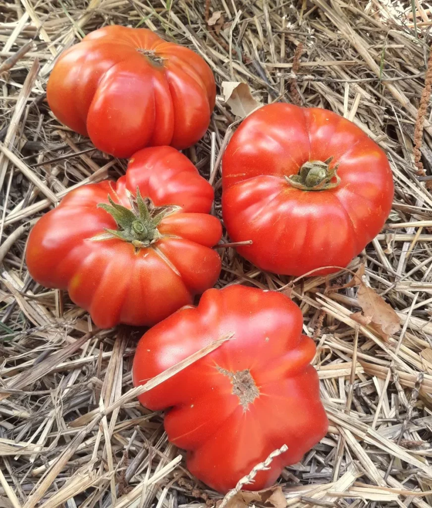 L'image montre des tomates rouges et cotelées sur un lit de paille en plein coeur du jardin.