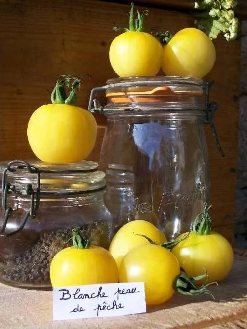 Des tomates pêches blanches et des bocaux pour l'échelle