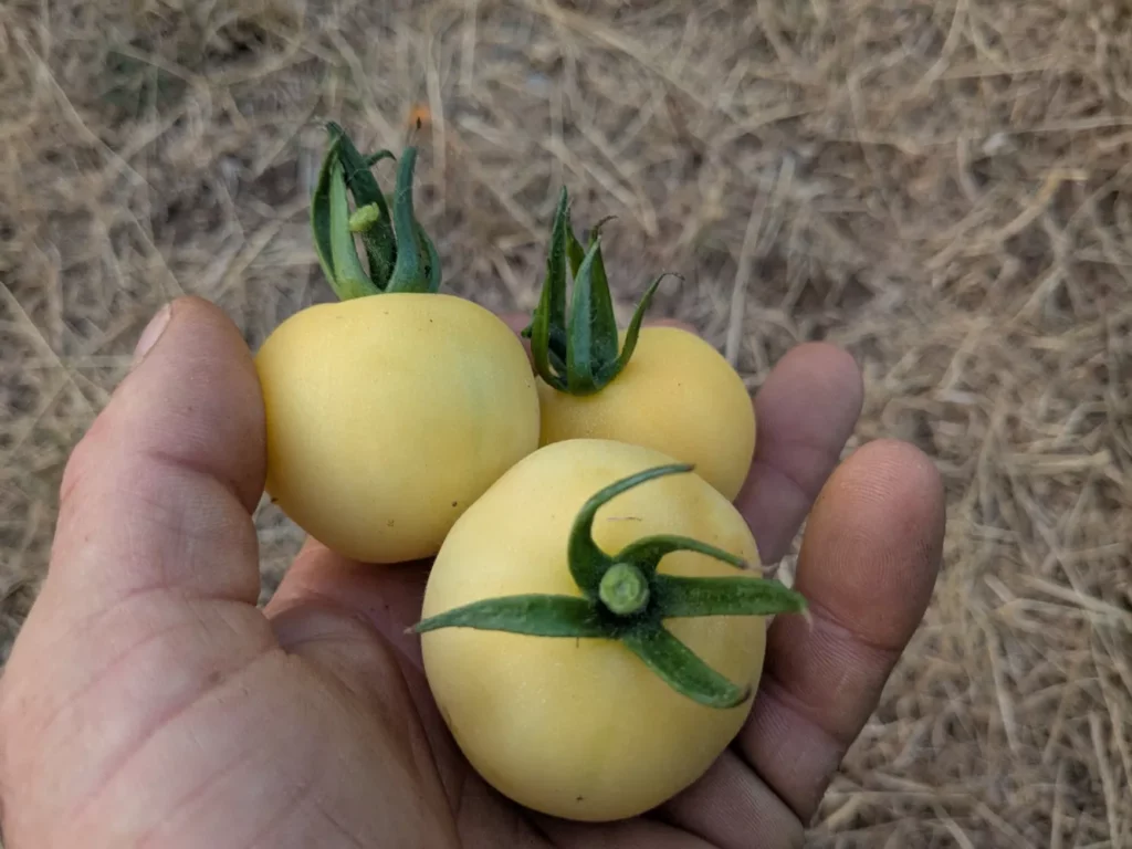 Des tomates pêches blanches dans les mains d'un mec cool
