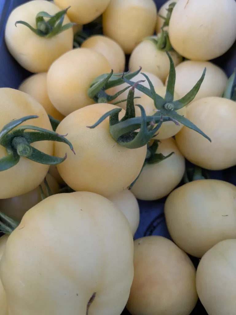 Une bande de tomates Pêche blanche dans une barquette