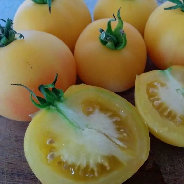 Quelques tomates Peche Blanche en groupe