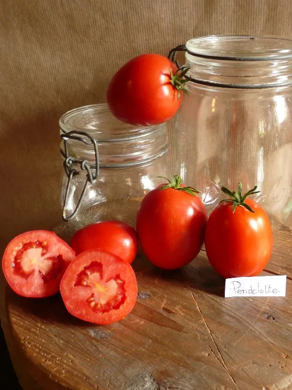 Graines biologiques reproductibles de Tomate "Pendelotte" - Pensez Sauvage