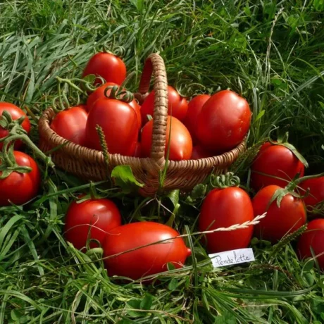 Graines biologiques reproductibles de Tomate "Pendelotte" - Pensez Sauvage
